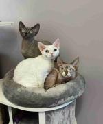 Well-socialized Doven Rex kittens available